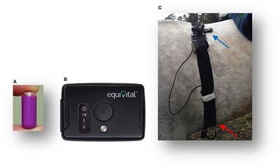 Is Continuous Monitoring of Skin Surface Temperature a Reliable Proxy to Assess the Thermoregulatory Response in Endurance Horses During Field Exercise?